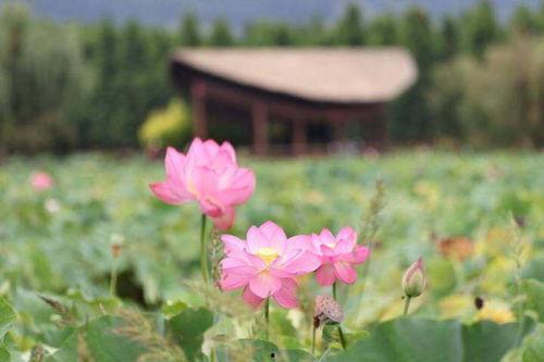 麒麟水乡今日头条,探寻江南水乡的韵味与风情
