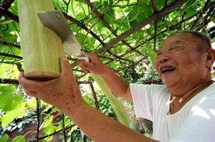 吃砍瓜的视频素材,探秘砍瓜视频的魅力