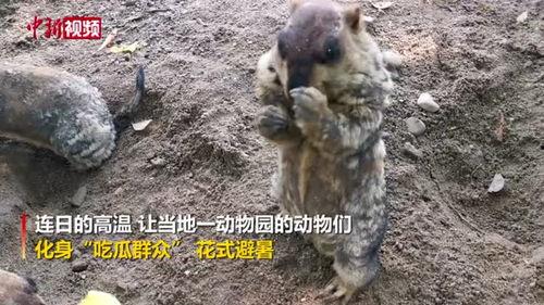 吃瓜群众的动物,趣味横生的动物众生相